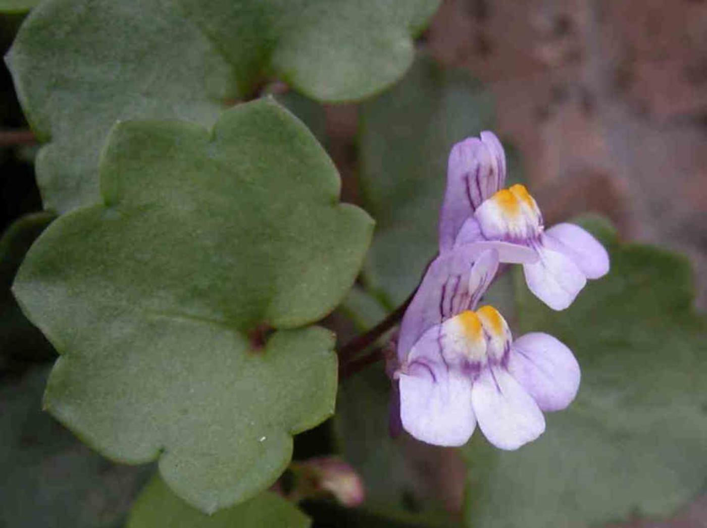 Toadflax, Ivy-leaved flower